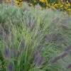 Federborstengras 'Moudry' 2 Federborstengras 'Moudry' -Angebote Blumen Takt Store federborstengras moudry m059840 h 0