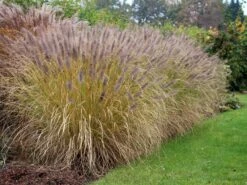 Federborstengras 'Moudry' -Angebote Blumen Takt Store federborstengras moudry m059840 w 0