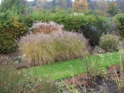 Federborstengras 'Moudry' -Angebote Blumen Takt Store federborstengras moudry m059840 w 2