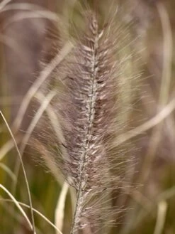 Federborstengras 'Moudry' -Angebote Blumen Takt Store federborstengras moudry m059840 w 3