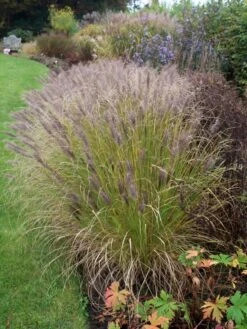 Federborstengras 'Moudry' -Angebote Blumen Takt Store federborstengras moudry m059840 w 4