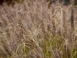 Federborstengras 'Moudry' -Angebote Blumen Takt Store federborstengras moudry m059840 w 5