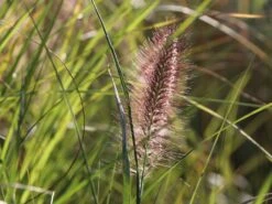 Federborstengras 'Red Head' -Angebote Blumen Takt Store federborstengras red head m102136 w 2