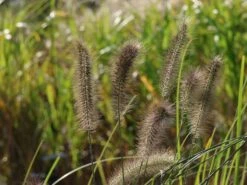 Federborstengras 'Red Head' -Angebote Blumen Takt Store federborstengras red head m102136 w 9