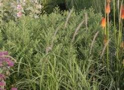 Federborstengras 'Tall Tails' -Angebote Blumen Takt Store federborstengras tall tails m075997 w 0