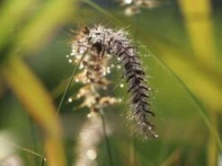 Federborstengras 'Tall Tails' -Angebote Blumen Takt Store federborstengras tall tails m075997 w 10