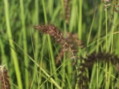 Federborstengras 'Tall Tails' -Angebote Blumen Takt Store federborstengras tall tails m075997 w 2