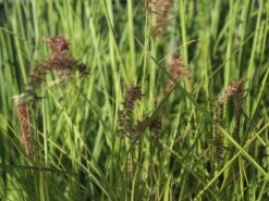 Federborstengras 'Tall Tails' -Angebote Blumen Takt Store federborstengras tall tails m075997 w 3