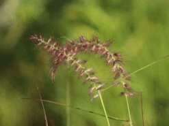 Federborstengras 'Tall Tails' -Angebote Blumen Takt Store federborstengras tall tails m075997 w 5