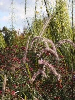 Federborstengras 'Tall Tails' -Angebote Blumen Takt Store federborstengras tall tails m075997 w 6