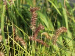 Federborstengras 'Tall Tails' -Angebote Blumen Takt Store federborstengras tall tails m075997 w 7