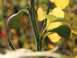 Feige 'Firoma' ® -Angebote Blumen Takt Store feige firoma m113579 w 0