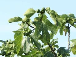 Feige 'Firoma' ® -Angebote Blumen Takt Store feige firoma m113579 w 4