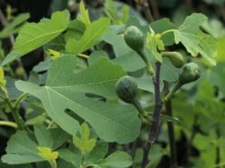 Feige 'Firoma' ® -Angebote Blumen Takt Store feige firoma m113579 w 5