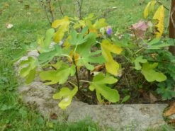 Feige 'Rouge De Bordeaux' -Angebote Blumen Takt Store feige rouge de bordeaux m058279 108087 0