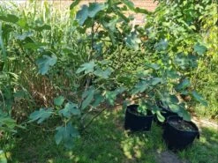 Feige 'Rouge De Bordeaux' -Angebote Blumen Takt Store feige rouge de bordeaux m058279 1150186 0