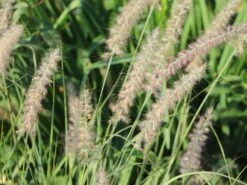 Feines Federborstengras JS ® 'Dance With Me' -Angebote Blumen Takt Store feines federborstengras js dance with me m117839 w 2