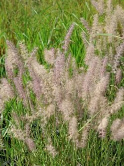 Feines Federborstengras JS ® 'Dance With Me' -Angebote Blumen Takt Store feines federborstengras js dance with me m117839 w 3