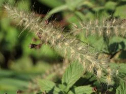 Feines Federborstengras JS ® 'Dance With Me' -Angebote Blumen Takt Store feines federborstengras js dance with me m117839 w 4