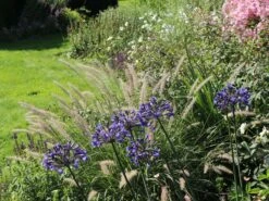 Feines Federborstengras JS ® 'Dance With Me' -Angebote Blumen Takt Store feines federborstengras js dance with me m117839 w 5