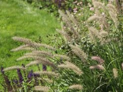 Feines Federborstengras JS ® 'Dance With Me' -Angebote Blumen Takt Store feines federborstengras js dance with me m117839 w 6