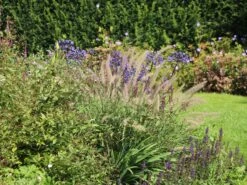 Feines Federborstengras JS ® 'Dance With Me' -Angebote Blumen Takt Store feines federborstengras js dance with me m117839 w 7