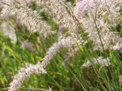 Feines Federborstengras JS ® 'Dance With Me' -Angebote Blumen Takt Store feines federborstengras js dance with me m117839 w 9