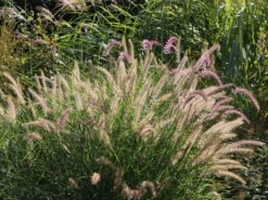 Feines Federborstengras 'Karley Rose'
