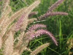 Feines Federborstengras 'Karley Rose' -Angebote Blumen Takt Store feines federborstengras karley rose m075994 w 0