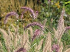 Feines Federborstengras 'Karley Rose' -Angebote Blumen Takt Store feines federborstengras karley rose m075994 w 1