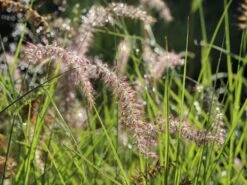 Feines Federborstengras 'Karley Rose' -Angebote Blumen Takt Store feines federborstengras karley rose m075994 w 10