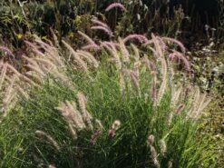 Feines Federborstengras 'Karley Rose' -Angebote Blumen Takt Store feines federborstengras karley rose m075994 w 4