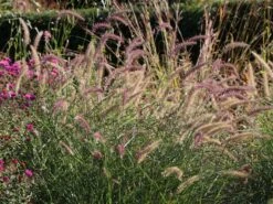 Feines Federborstengras 'Karley Rose' -Angebote Blumen Takt Store feines federborstengras karley rose m075994 w 6