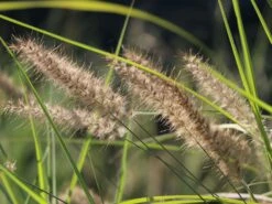 Feines Federborstengras 'Karley Rose' -Angebote Blumen Takt Store feines federborstengras karley rose m075994 w 7