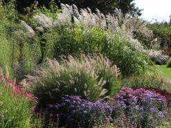 Feines Federborstengras 'Karley Rose' -Angebote Blumen Takt Store feines federborstengras karley rose m075994 w 8