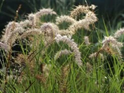 Feines Federborstengras 'Karley Rose' -Angebote Blumen Takt Store feines federborstengras karley rose m075994 w 9