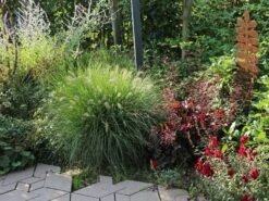 Feines Federborstengras -Angebote Blumen Takt Store feines federborstengras m084460 w 1