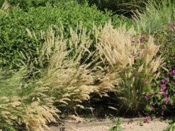 Feines Federborstengras -Angebote Blumen Takt Store feines federborstengras m084460 w 2