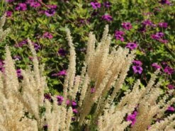 Feines Federborstengras -Angebote Blumen Takt Store feines federborstengras m084460 w 4