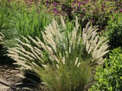 Feines Federborstengras -Angebote Blumen Takt Store feines federborstengras m084460 w 5