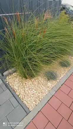 Feinhalm Chinaschilf 'Gracillimus' -Angebote Blumen Takt Store feinhalm chinaschilf gracillimus m010772 1210296 0