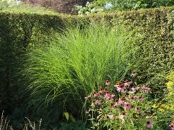 Feinhalm Chinaschilf 'Gracillimus' -Angebote Blumen Takt Store feinhalm chinaschilf gracillimus m010772 w 0