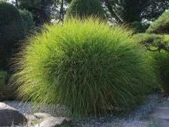 Feinhalm Chinaschilf 'Gracillimus' -Angebote Blumen Takt Store feinhalm chinaschilf gracillimus m010772 w 1