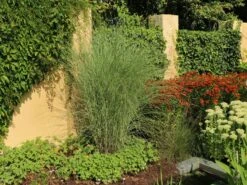 Feinhalm Chinaschilf 'Gracillimus' -Angebote Blumen Takt Store feinhalm chinaschilf gracillimus m010772 w 2