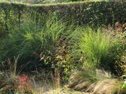 Feinhalm Chinaschilf 'Gracillimus' -Angebote Blumen Takt Store feinhalm chinaschilf gracillimus m010772 w 3