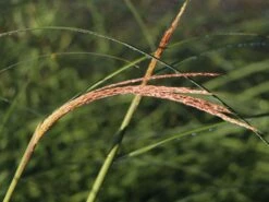 Feinhalm Chinaschilf 'Gracillimus' -Angebote Blumen Takt Store feinhalm chinaschilf gracillimus m010772 w 4