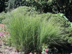 Feinhalm Chinaschilf 'Gracillimus' -Angebote Blumen Takt Store feinhalm chinaschilf gracillimus m010772 w 5