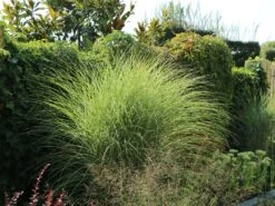 Feinhalm Chinaschilf 'Gracillimus' -Angebote Blumen Takt Store feinhalm chinaschilf gracillimus m010772 w 7