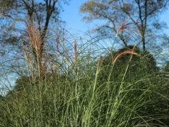 Feinhalm Chinaschilf 'Gracillimus' -Angebote Blumen Takt Store feinhalm chinaschilf gracillimus m010772 w 8