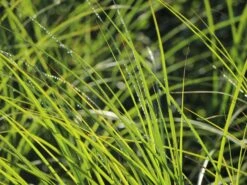 Feinhalm Chinaschilf 'Gracillimus' -Angebote Blumen Takt Store feinhalm chinaschilf gracillimus m010772 w 9